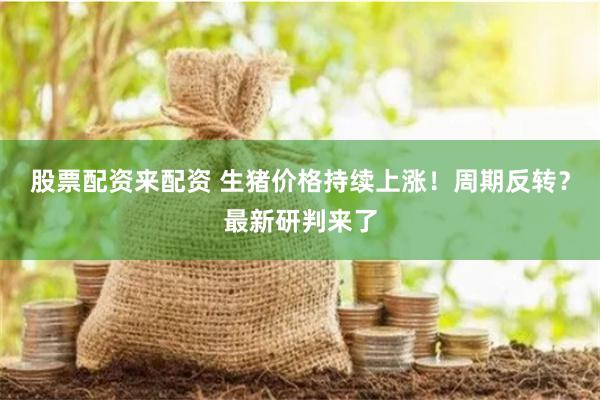 股票配资来配资 生猪价格持续上涨！周期反转？最新研判来了